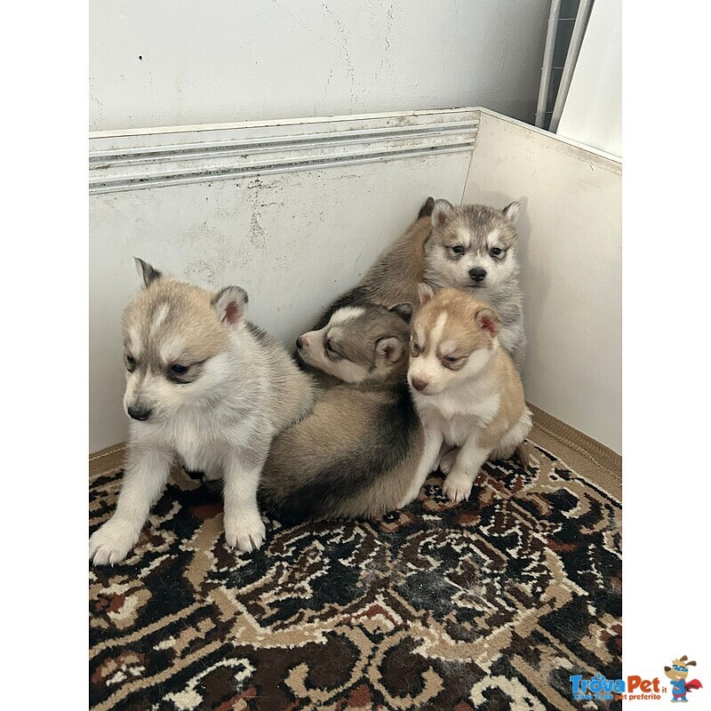 Vendita Cuccioli Husky - Foto n. 3