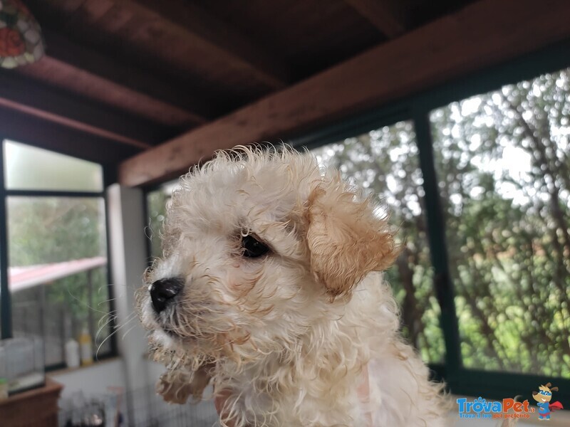 Cedo Cuccioli di Barboncino - Foto n. 1