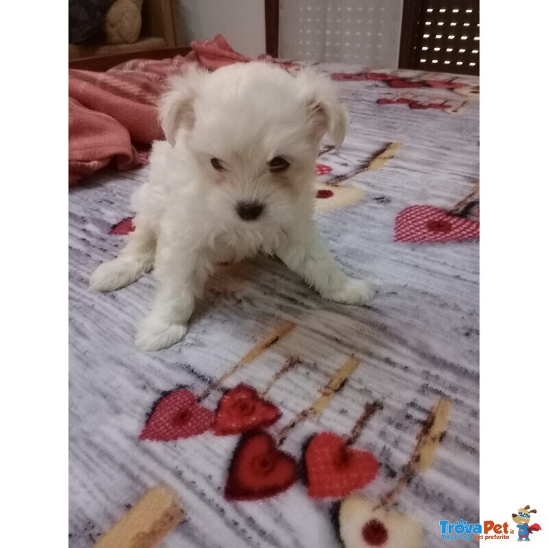 Cuccioli Maltese Toy - Foto n. 1