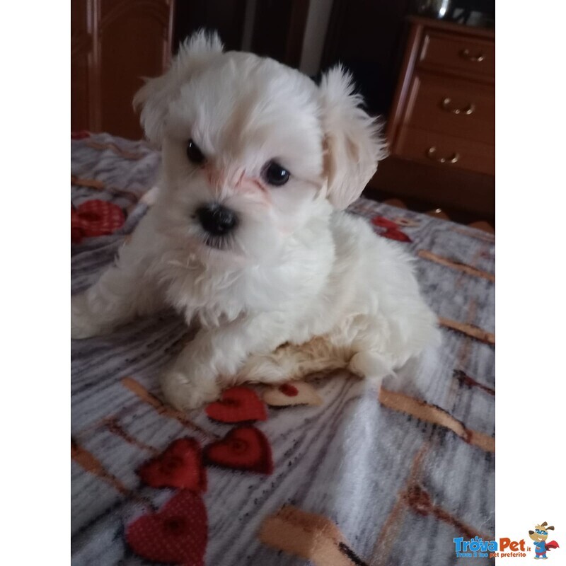 Cuccioli Maltese Toy - Foto n. 3