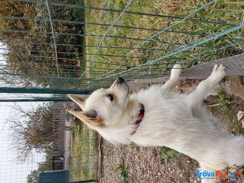 Gastone, Cucciolo Mignon, Aspetta una Famiglia - Foto n. 2