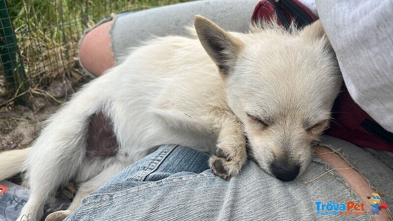 Gastone, Cucciolo Mignon, Aspetta una Famiglia - Foto n. 4