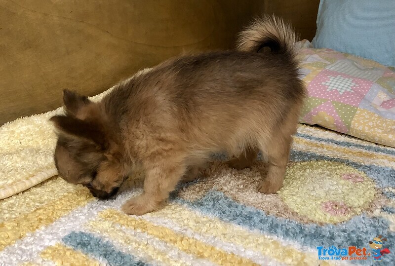 Maschietto Chihuahua con Pedigree - Foto n. 2