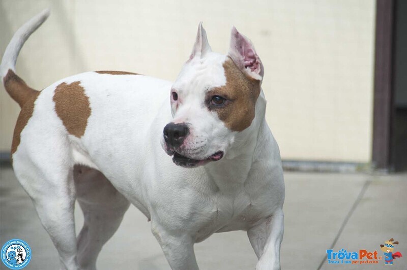 Maya, Amstaff Femmina, Stupenda Vivace e Gioiosa... - Foto n. 1