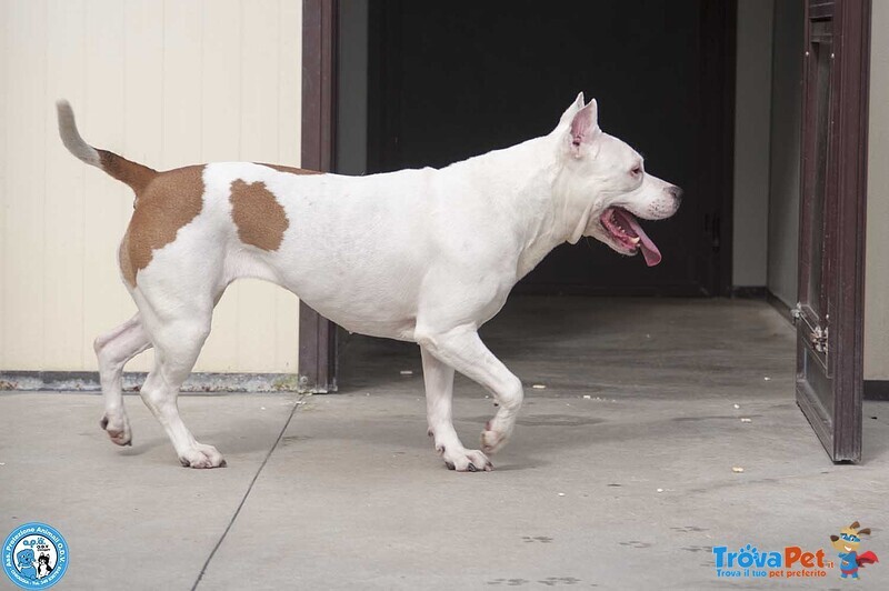 Maya, Amstaff Femmina, Stupenda Vivace e Gioiosa... - Foto n. 3