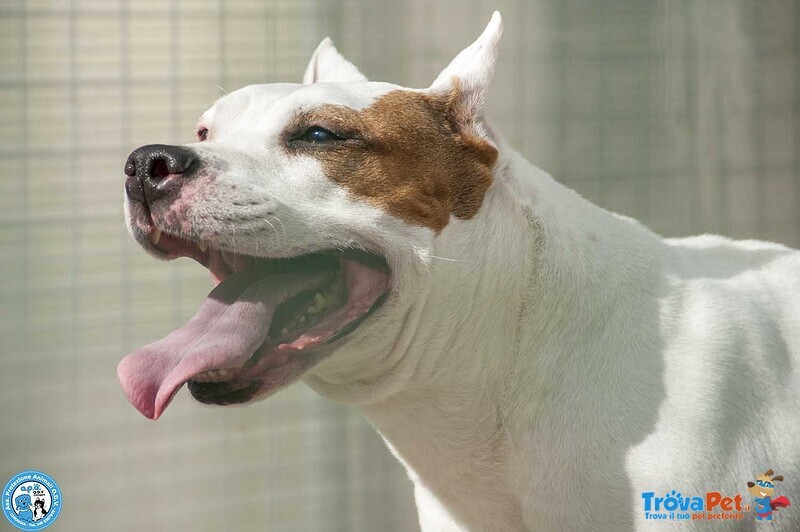 Maya, Amstaff Femmina, Stupenda Vivace e Gioiosa... - Foto n. 5