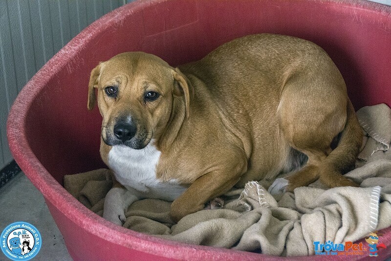 Laika, Amstaff Femmina, Carattere Tipico Della Razza e Paurosa.. - Foto n. 1