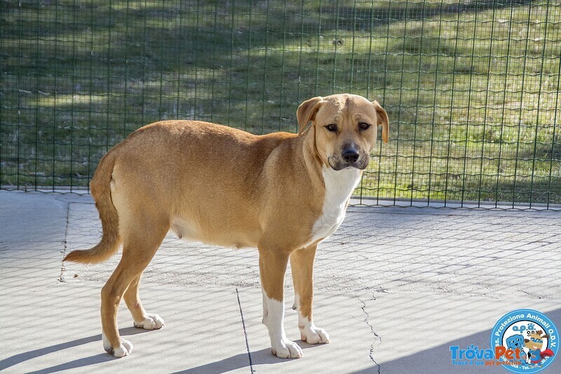 Laika, Amstaff Femmina, Carattere Tipico Della Razza e Paurosa.. - Foto n. 3