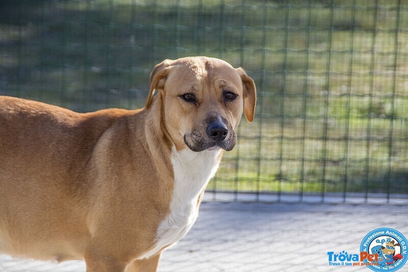 Laika, Amstaff Femmina, Carattere Tipico Della Razza e Paurosa.. - Foto n. 4