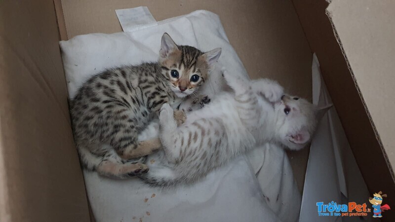 Splendida Cucciola Bengala Brown Spotted Tabby - Foto n. 3