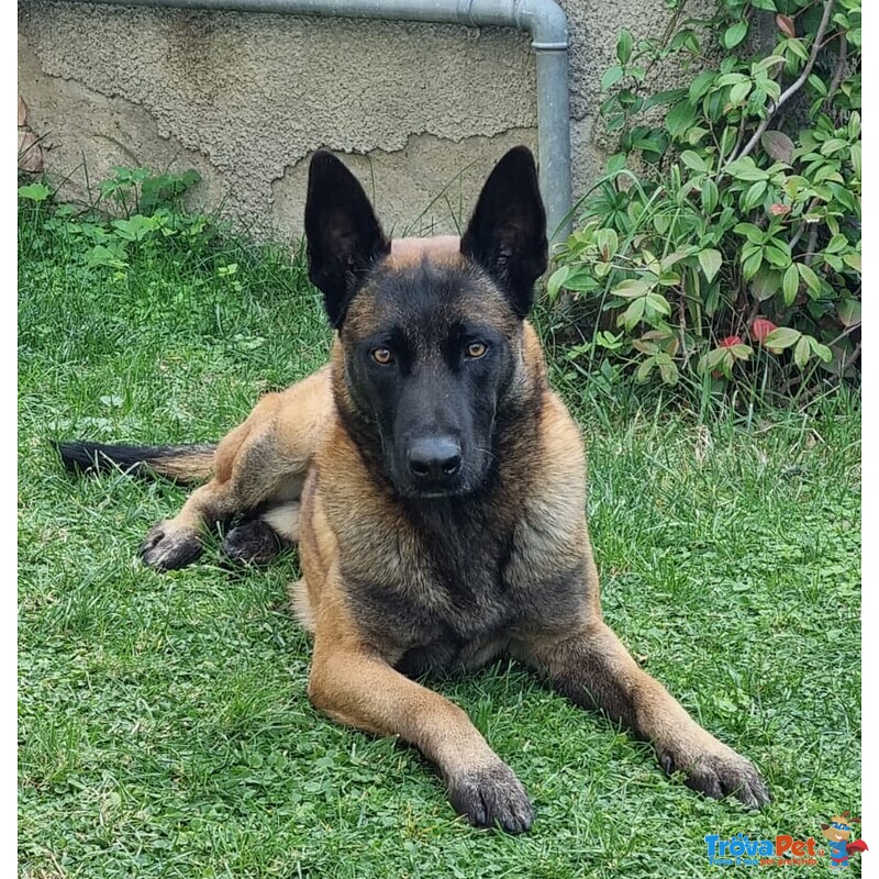 Pastore Belga Malinois da Monta ed Accoppiamento - Foto n. 1