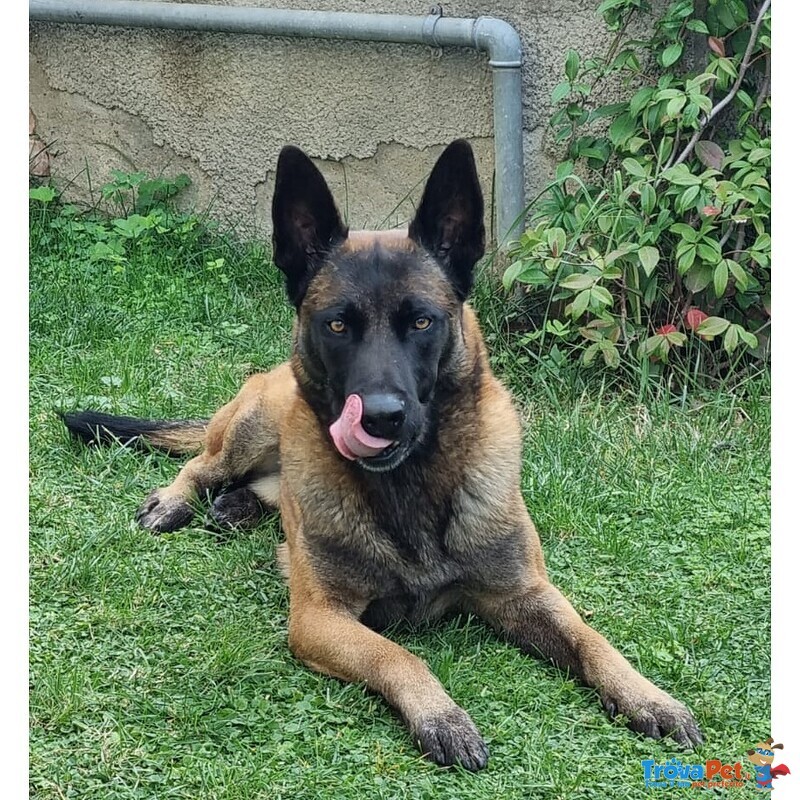 Pastore Belga Malinois da Monta ed Accoppiamento - Foto n. 3