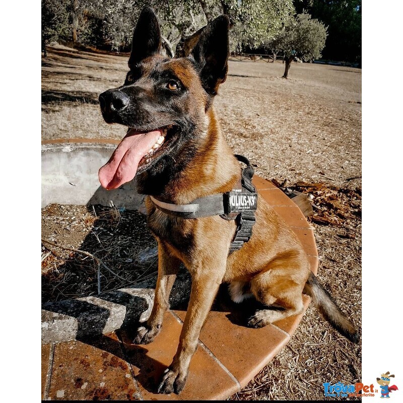 Pastore Belga Malinois da Monta ed Accoppiamento - Foto n. 5