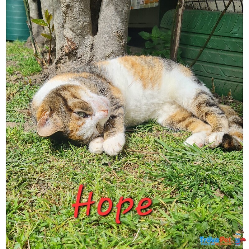 Hope Dolce Gattina 2 anni Cerca Casa - Foto n. 1