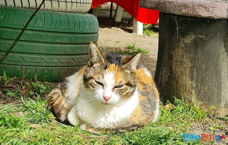 Hope Dolce Gattina 2 anni Cerca Casa - Foto n. 3