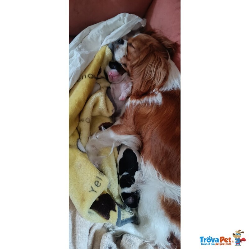 Cuccioli di Cavalier king Cercano Mamma e Papa' - Foto n. 4