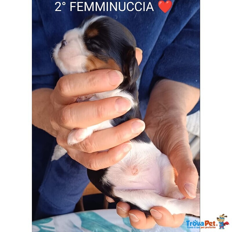 Cuccioli di Cavalier king Cercano Mamma e Papa' - Foto n. 6