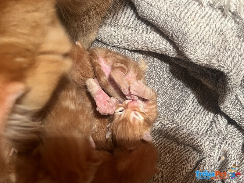 Disponibili Cuccioli main coon red Tabby - Foto n. 1