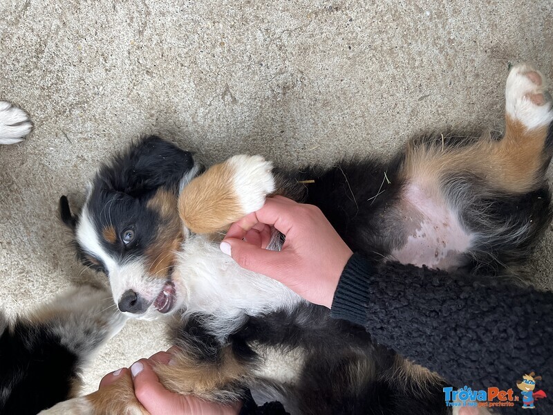 Cucciolo Pastore Australiano Maschio Black Tricolor - Foto n. 1