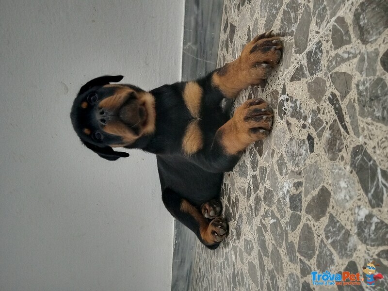 Vendita Cuccioli di Rottweiler - Foto n. 2