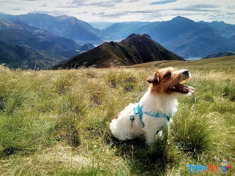 Cuccioli jack Russell Terrier - Foto n. 2