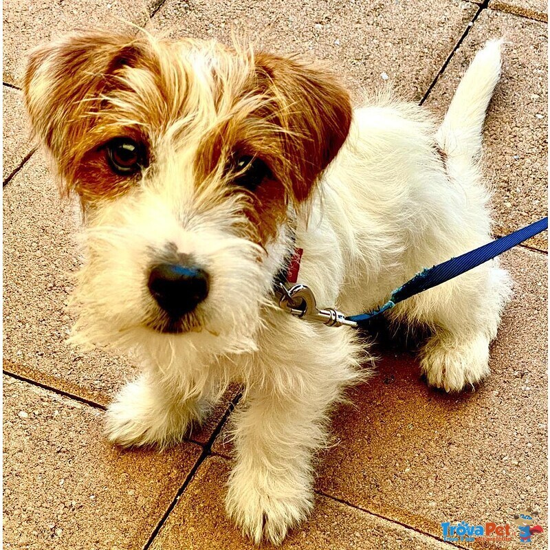 Cuccioli jack Russell Terrier - Foto n. 3