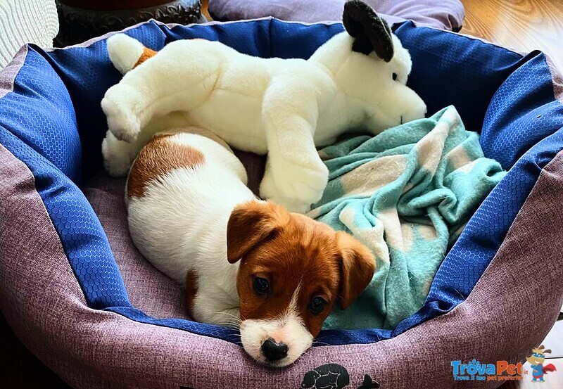 Cuccioli jack Russell Terrier - Foto n. 5