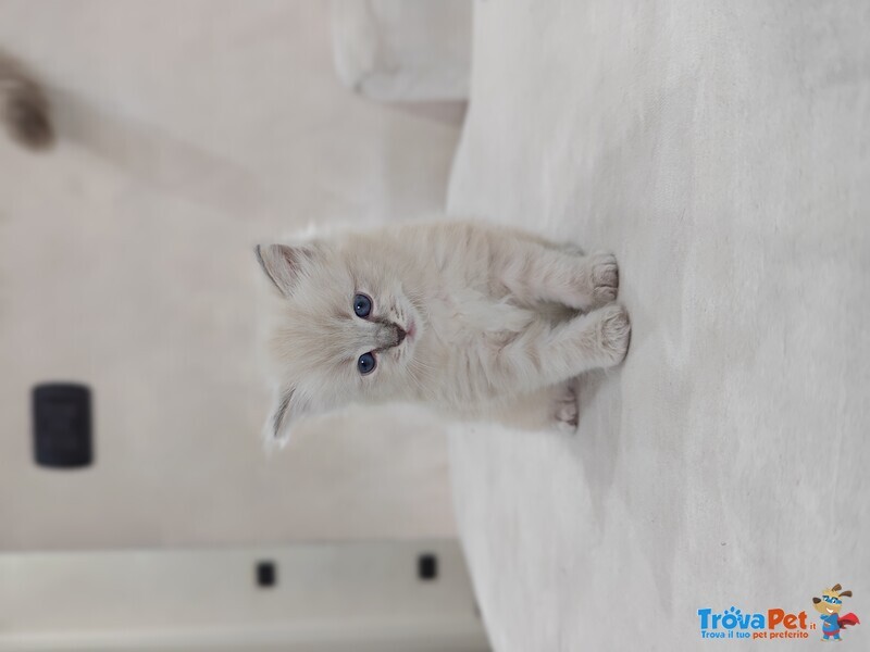 Gattini Ragdoll - Foto n. 2