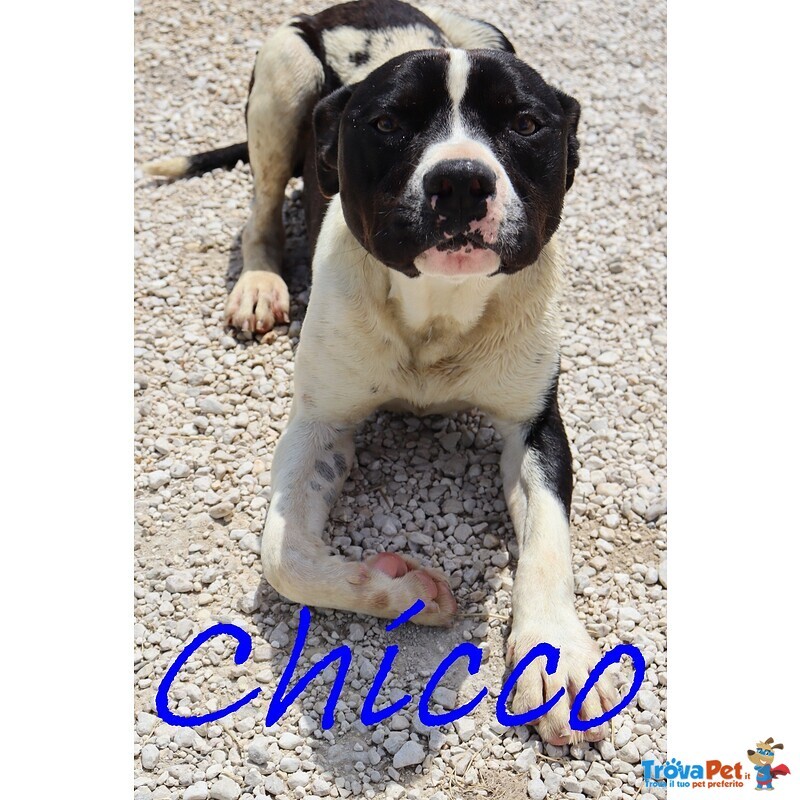 Chicco - mix Pit/amstaff Bianco e Nero, Giovane - Foto n. 1