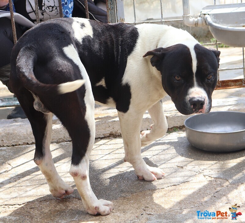 Chicco - mix Pit/amstaff Bianco e Nero, Giovane - Foto n. 2