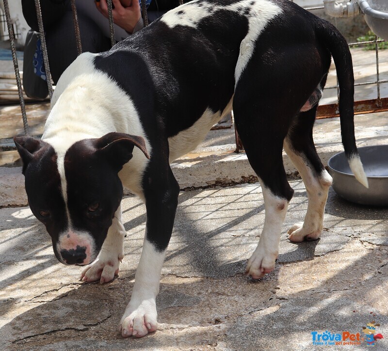 Chicco - mix Pit/amstaff Bianco e Nero, Giovane - Foto n. 3