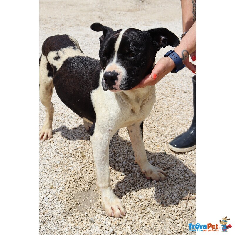 Chicco - mix Pit/amstaff Bianco e Nero, Giovane - Foto n. 5