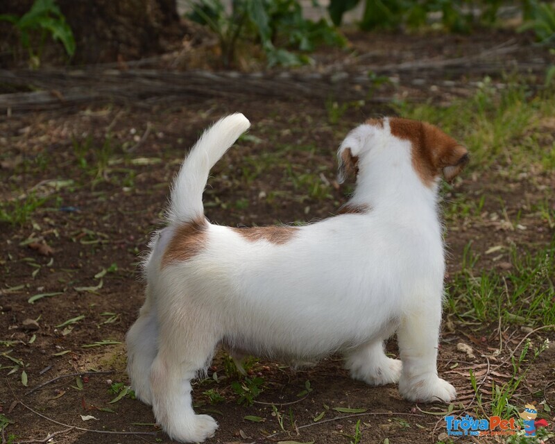 Jack Russell Terrier - Cuccioli Altamente Selezionati - Foto n. 3