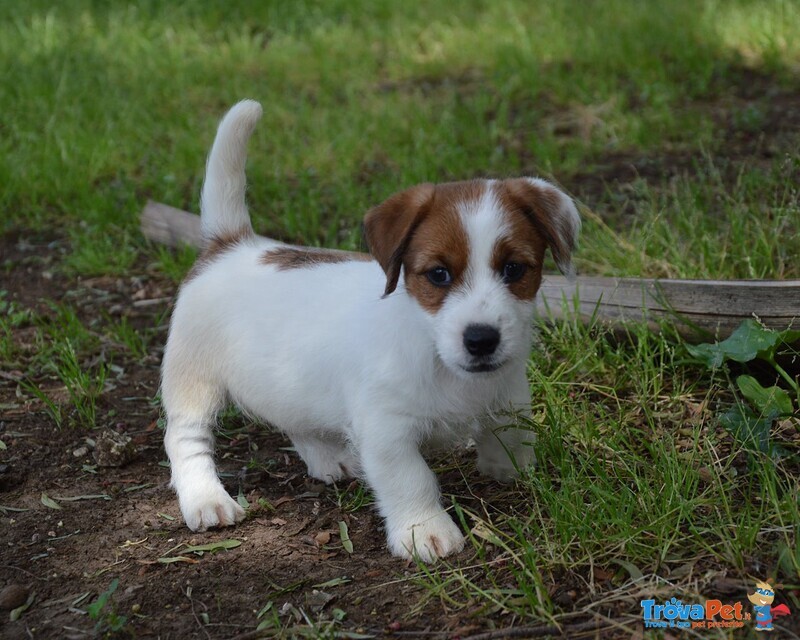Jack Russell Terrier - Cuccioli Altamente Selezionati - Foto n. 4