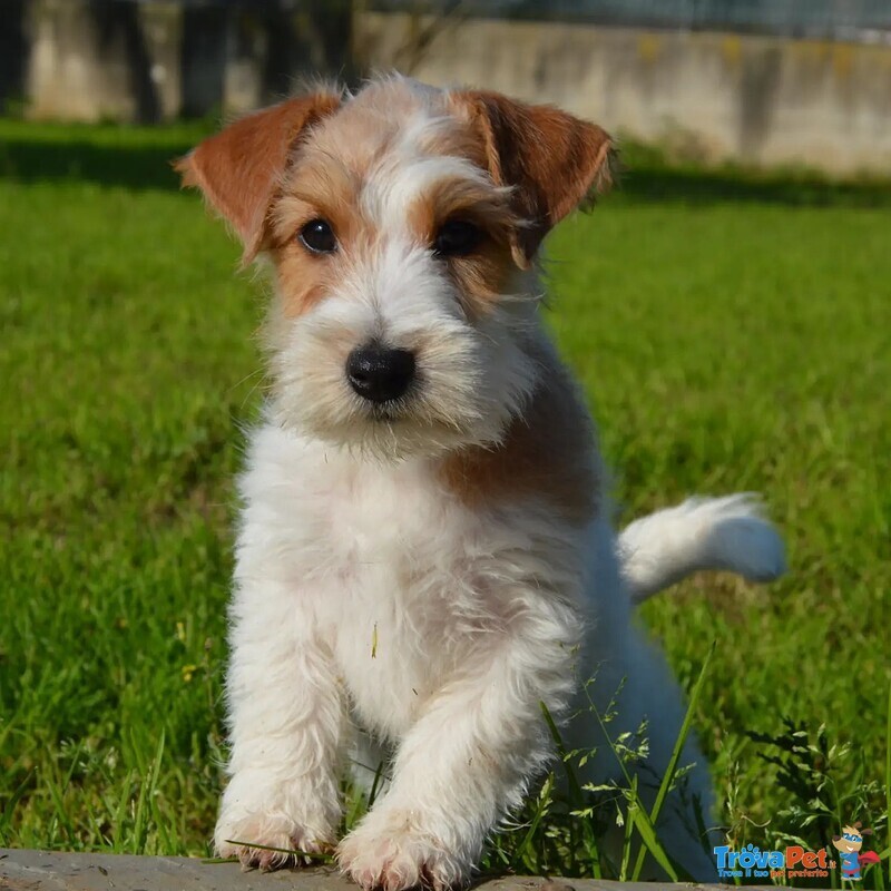 Jack Russell Terrier - Cuccioli Altamente Selezionati - Foto n. 6