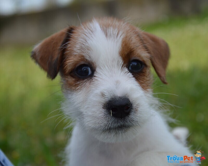 Jack Russell Terrier - Cuccioli Altamente Selezionati - Foto n. 8