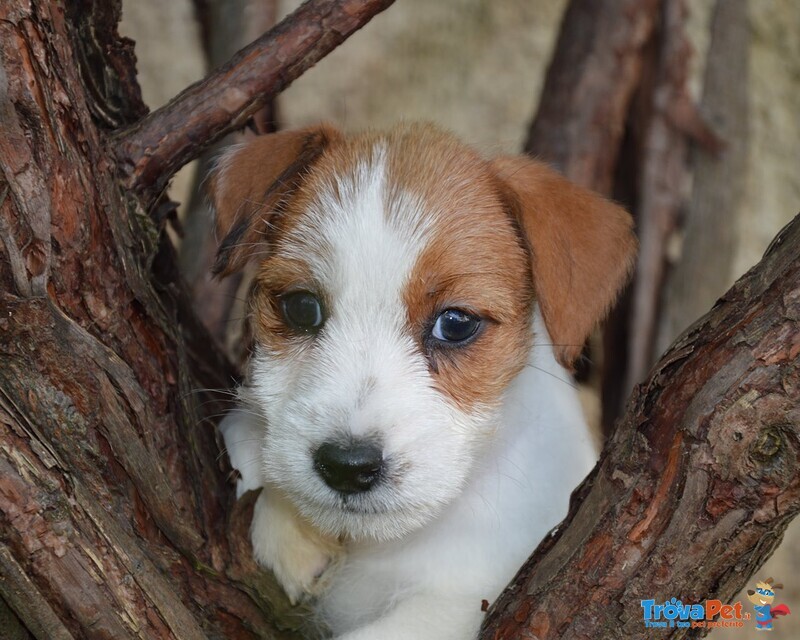 Jack Russell Terrier - Cuccioli Altamente Selezionati - Foto n. 9