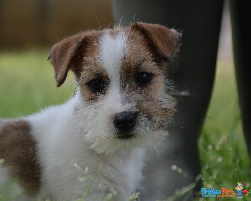 Jack Russell Terrier - Cuccioli Altamente Selezionati - Foto n. 10