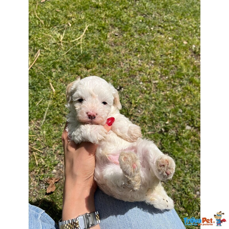 Maltipoo Cucciolo - Foto n. 1