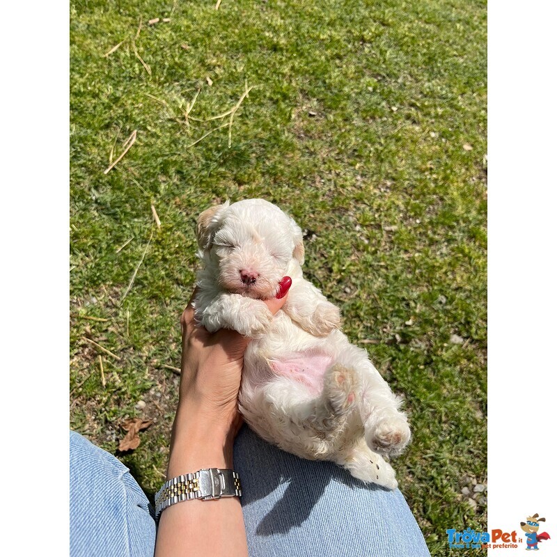 Maltipoo Cucciolo - Foto n. 2