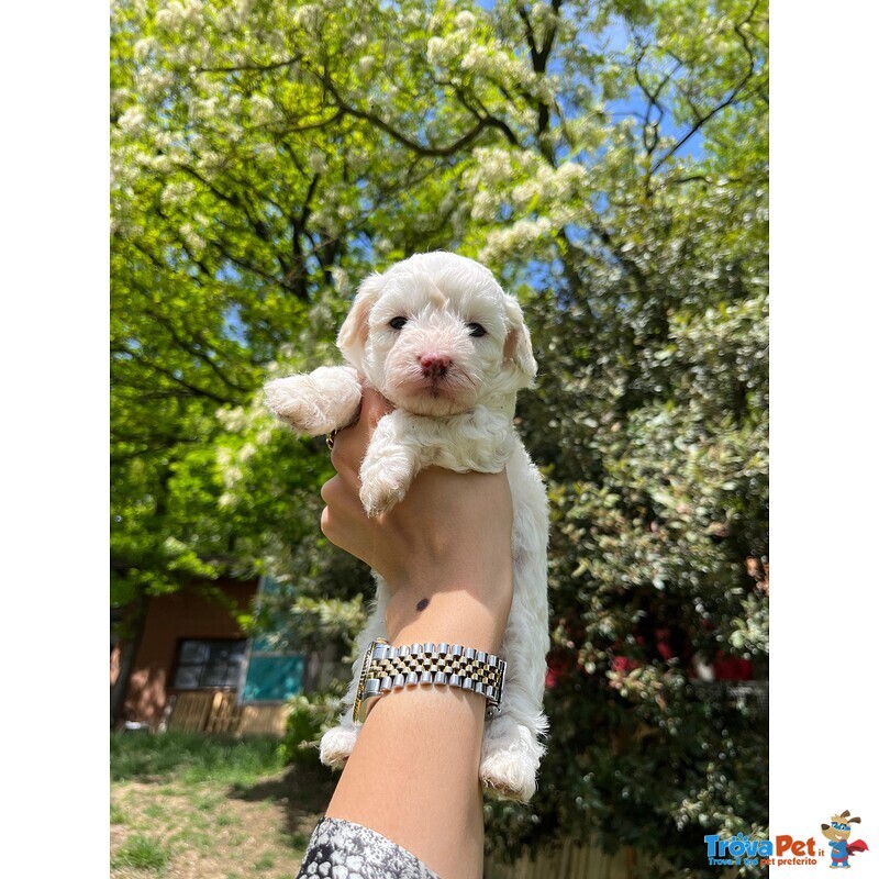 Maltipoo Cucciolo - Foto n. 3