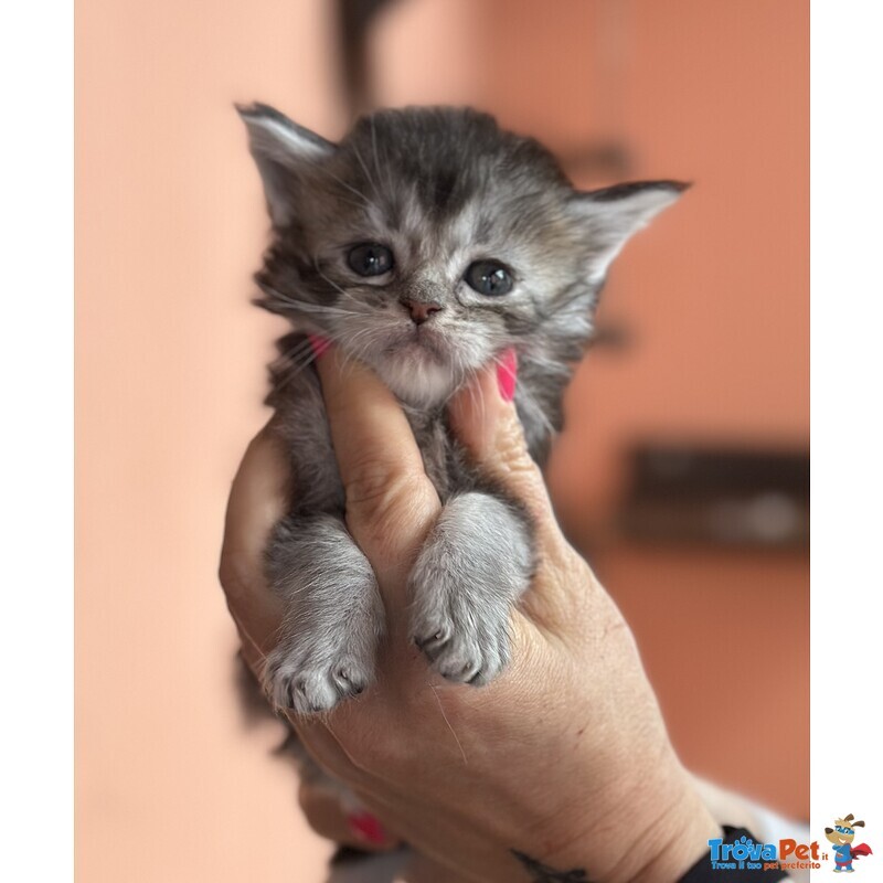 Cuccioli Maine Coon - Foto n. 3