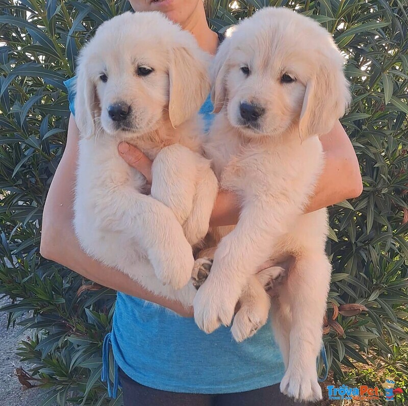 Cuccioli di Golden Retriver - Foto n. 2