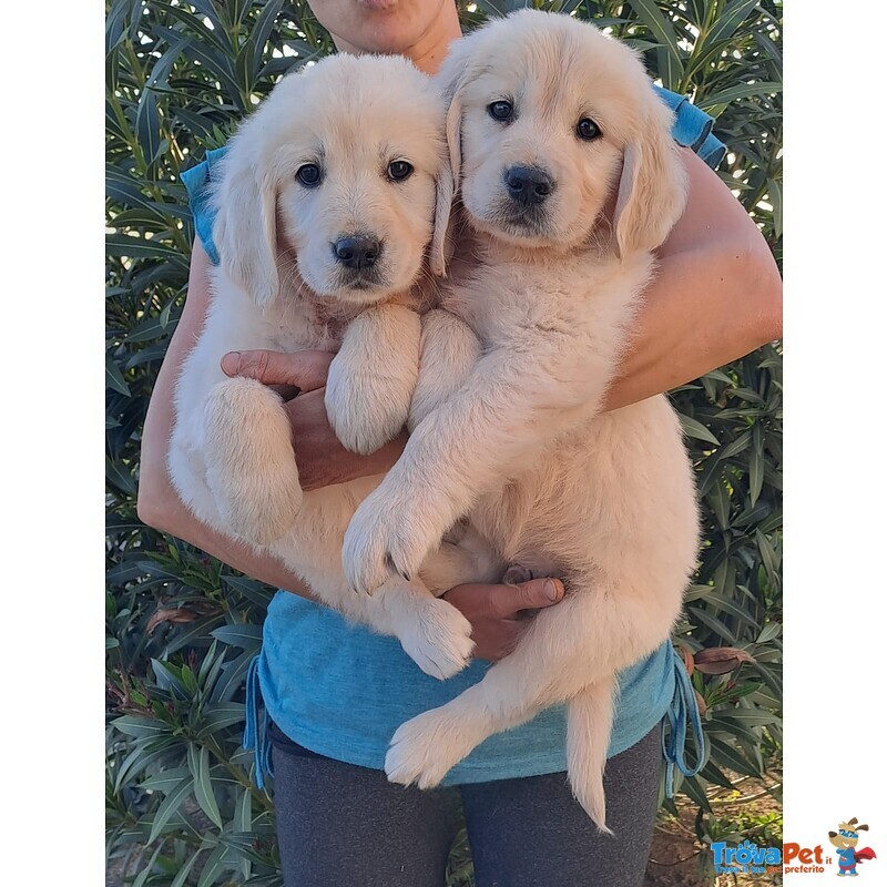 Cuccioli di Golden Retriver - Foto n. 1