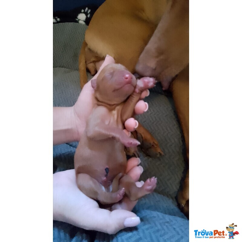 Meravigliosi Cuccioli di Cirneco Dell'etna con Pedigree Enci, Affetto ed Eleganza in un sol Colpo - Foto n. 2