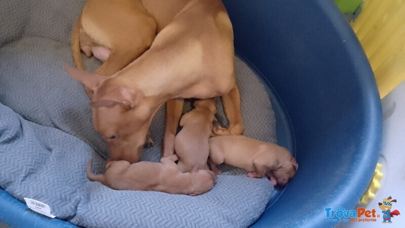 Meravigliosi Cuccioli di Cirneco Dell'etna con Pedigree Enci, Affetto ed Eleganza in un sol Colpo - Foto n. 3