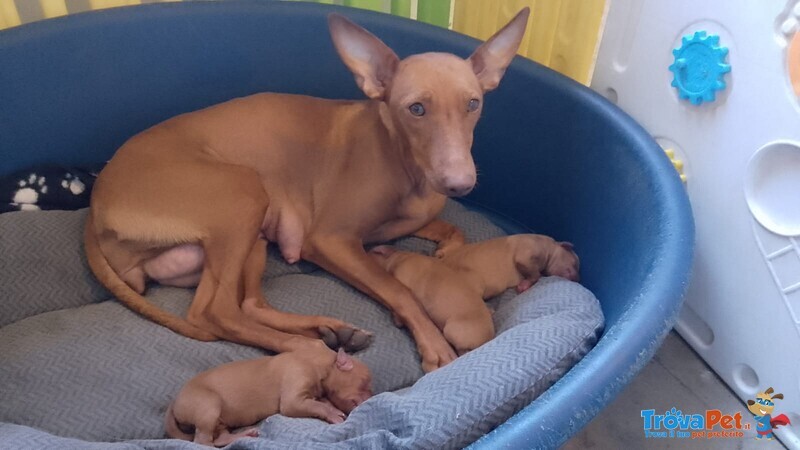 Meravigliosi Cuccioli di Cirneco Dell'etna con Pedigree Enci, Affetto ed Eleganza in un sol Colpo - Foto n. 4