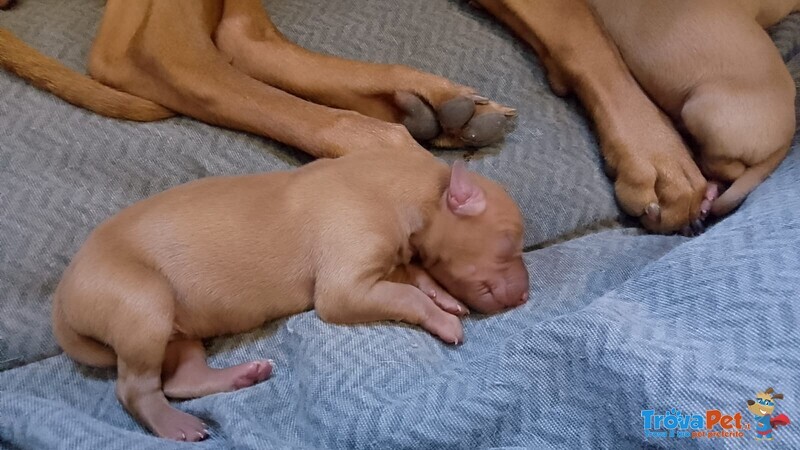 Meravigliosi Cuccioli di Cirneco Dell'etna con Pedigree Enci, Affetto ed Eleganza in un sol Colpo - Foto n. 5
