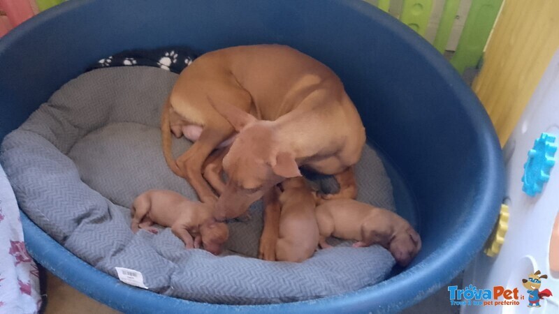 Meravigliosi Cuccioli di Cirneco Dell'etna con Pedigree Enci, Affetto ed Eleganza in un sol Colpo - Foto n. 7