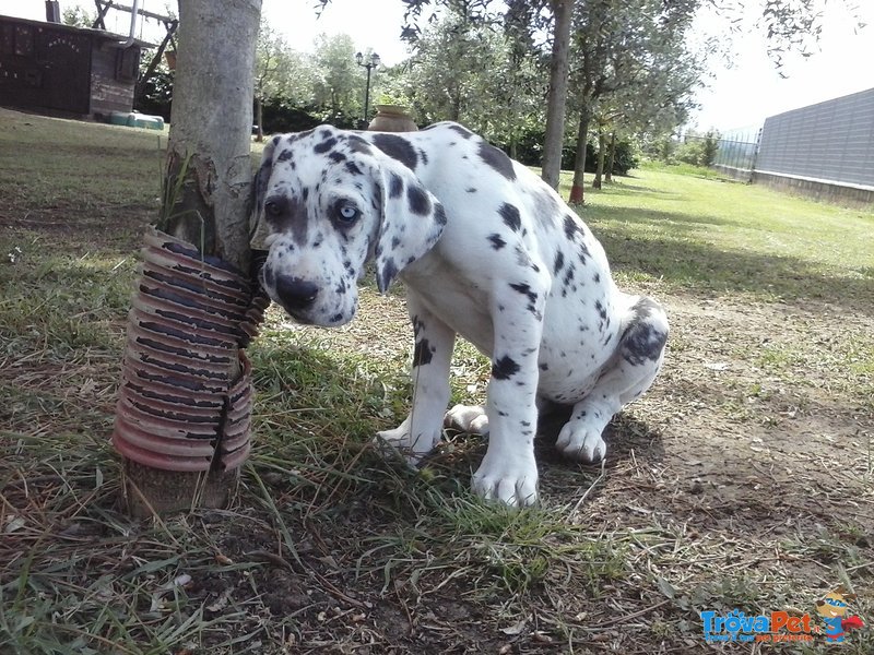 Allevamento Alano Cuccioli - Foto n. 3